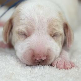 Levi - Lemon and white male Beagle puppy in Rogersville, Missouri from Hales Little Beagle Haven
