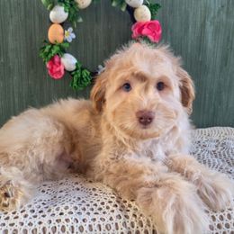 Boy 2 - Yellow and white Bernedoodle puppy in North Royalton, Ohio from Johnson's Doodles