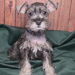 Blanche - Salt and pepper female Miniature Schnauzer puppy in Coarsegold, California from Halo Schnauzer
