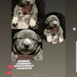 American Bully and American Staffordshire Terrier Puppies from Superstes Guard