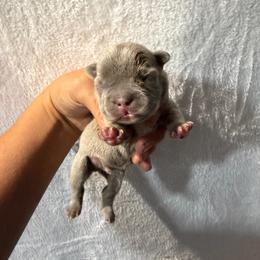 Baby boy, blue - Blue male French Bulldog puppy in Monterey, Louisiana from McaysKennels