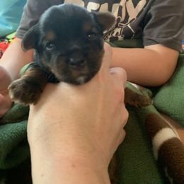 Yorkshire Terrier Puppies from Posh Paws Kennel