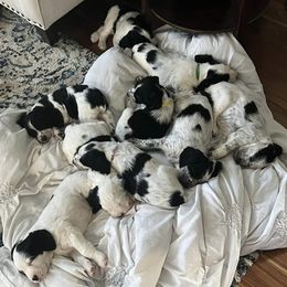 English Springer Spaniels from Elouise Springer Spaniels