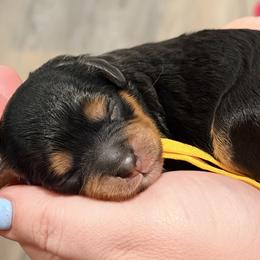 Yellow - Tri-color female Cavapoo puppy in Georgetown, Texas from Mc Doodles of Texas LLC