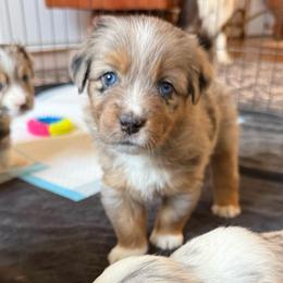 Flash - Blue merle male Miniature American Shepherd puppy in Phoenix, Arizona from Outlaw Minis