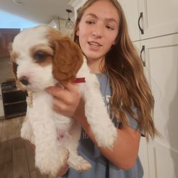 Cavapoo and Poodle Puppies from Salt Creek Doodles