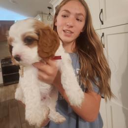 Cavapoo and Poodle Puppies from Salt Creek Doodles