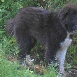 Cooper - Great Pyrenees