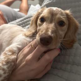Kilo - Piebald male Dachshund puppy in Trinity, Texas from CBR Mini Dachshunds