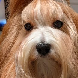 Havanese from Narwyn Havanese