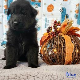 Boy 3 - Black German Shepherd puppy in Ocala, Florida from Guardian Shepherds