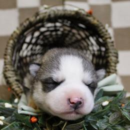 Mint - Gray and white female Siberian Husky puppy in York, Pennsylvania from Spalla Pups