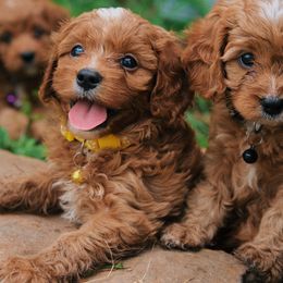 Havapoo puppies from Kingdom Bound By Design