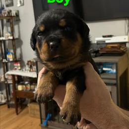 Green Collar Boy 3 - Black and mahogany male Rottweiler puppy in Seale, Alabama from A & Y Guardian Rottweiler
