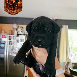 Boy 1 - Black male Cane Corso puppy in Hephzibah, Georgia from Bellissima Cala Cane Corso