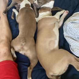 Boston Terrier Puppies from Nettles Nuggets