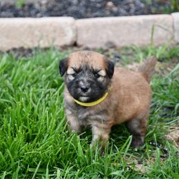 Almond Joy - Wheaten female Soft Coated Wheaten Terrier puppy in Kirksville, Missouri from BellSharps Australian Shepherds