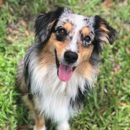 Chance  - Miniature American Shepherd