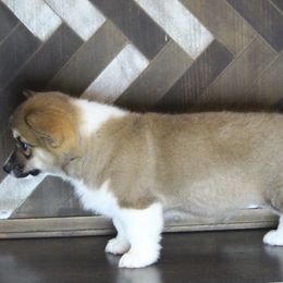 Pembroke Welsh Corgi Puppies from Elderwood Farms