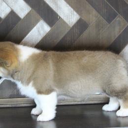 Pembroke Welsh Corgi Puppies from Elderwood Farms