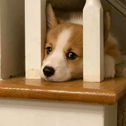 American Corgi and Pembroke Welsh Corgi Puppies from Corgi Daze