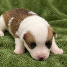 Hocus - Fawn male Pembroke Welsh Corgi puppy in Port Republic, Maryland from Bestfurends