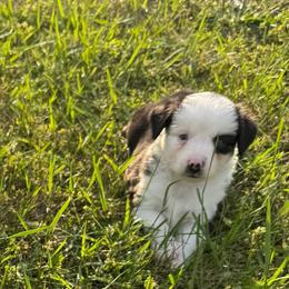 Cotton - Black tri male Miniature Australian Shepherd puppy in Rensselaer, Indiana from Geri's Dogs