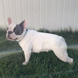 Willow - French Bulldog