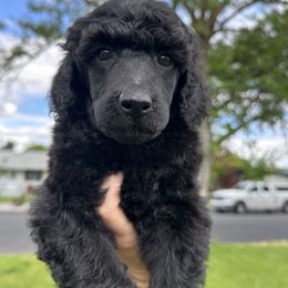 Travis - Black male Poodle puppy in Ephrata, Washington from NCR Ranch