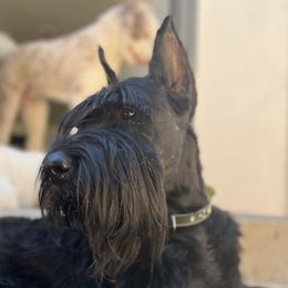 Dalmatians, Giant Schnauzers, and Poodles from Pawsh K9’s