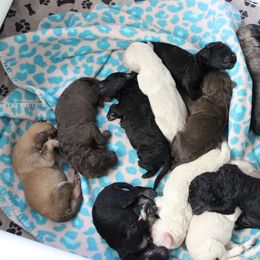 Labradoodle Puppies from Tiny Tally Tails
