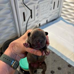 Blue collar - Blue fawn male French Bulldog puppy in Neenah, Wisconsin from Mimosa Acres French Bulldogs LLC