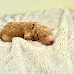 Black Collar - Apricot male Goldendoodle puppy in Stockton, California from Port City Doodles