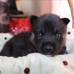 Heart - Black tan and white female Siberian Husky puppy in Le Sueur, Minnesota from Tevana Siberians LLC
