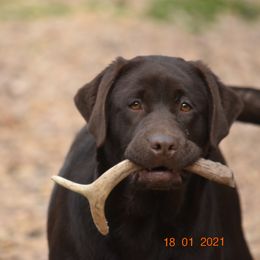 French Bulldog and Labrador Retriever Puppies from Gainesfield Labradors