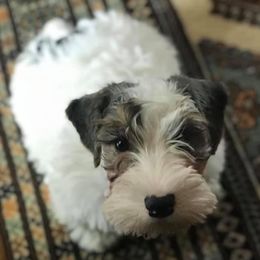 Sealyham Terrier Puppies from Alibi Sealyham Terriers