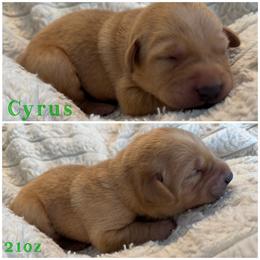 Cyrus - Yellow male Labrador Retriever puppy in Hartly, Delaware from Triple Threat Labradors