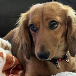 Lady - Dachshund