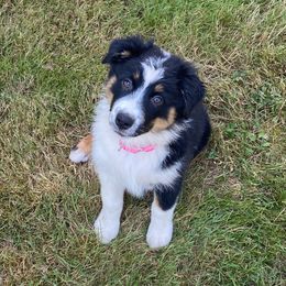 Australian Shepherd Puppies from LIT Aussies