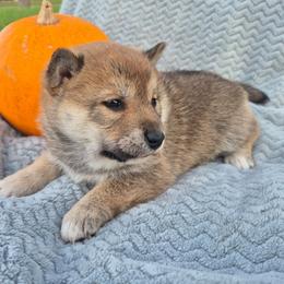 Lacy - Black and tan female Shiba Inu puppy in Columbus Junction, Iowa from Liz's Shiba Inu