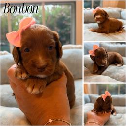 Bonbon - Red female Australian Labradoodle puppy in Summerfield, North Carolina from Four Oaks Labradoodles