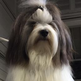 Havanese from Ivy Hills Havanese