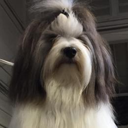 Havanese from Ivy Hills Havanese
