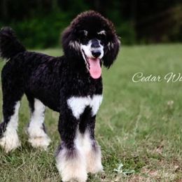 Aussiedoodles, Bernedoodles, and Poodles from Cedar Wood Farms