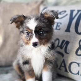 Twix - Blue merle female Miniature Australian Shepherd puppy in Killen, Alabama from Wilkers Wholehearted Mini Aussies