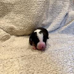 Purple collar - Tri-color male Australian Koolie puppy in West Richland, Washington from KittyHawkKoolies