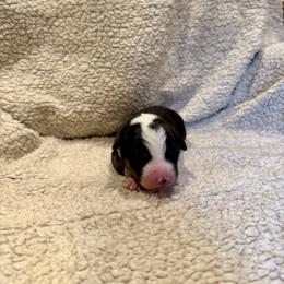 Purple collar - Tri-color male Australian Koolie puppy in West Richland, Washington from KittyHawkKoolies