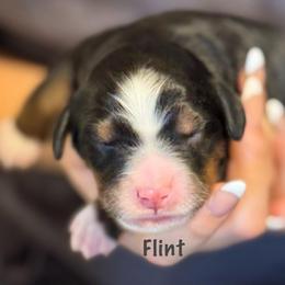 Flint - Tri-color male Bernedoodle puppy in Cortez, Colorado from Sassy Pants Pups