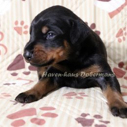 Black rust Male 291 - Black and rust male Doberman Pinscher puppy in Harmony, North Carolina from Havenhaus Dobermans