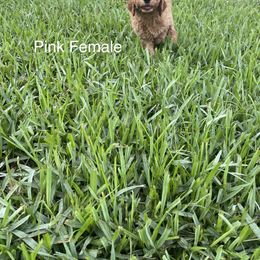 Goldendoodle Puppies from The Miller's Goldendoodles
